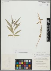 Foto von Salix alba subsp. vitellina (L.) Arcang. x Salix babylonica L.